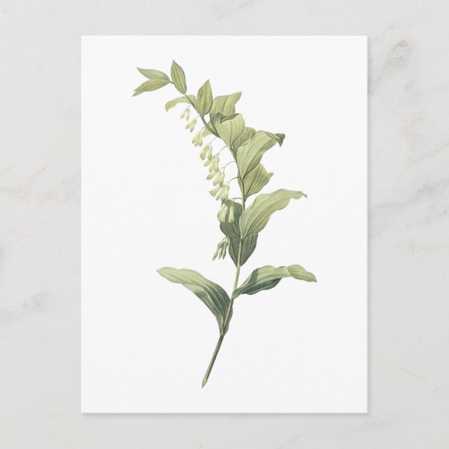 Solomon's seal(Polygonatum multiflorum) by Redouté Postcard (Front)