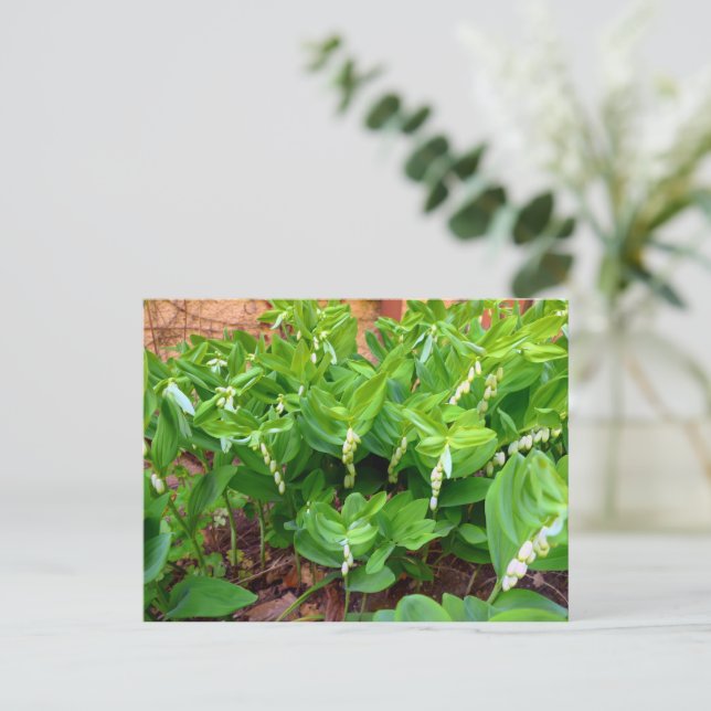 Solomons Seal Postcard (Standing Front)