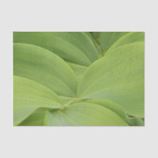 Solomons Seal Tissue Paper