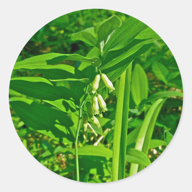 Solomon's Seal Wildflower Sticker (Front)