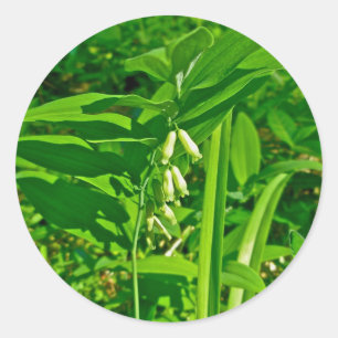 Solomon's Seal Wildflower Sticker