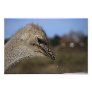 Solvang, CA Photo Print