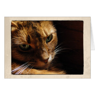 Somali Cat Close Up Card