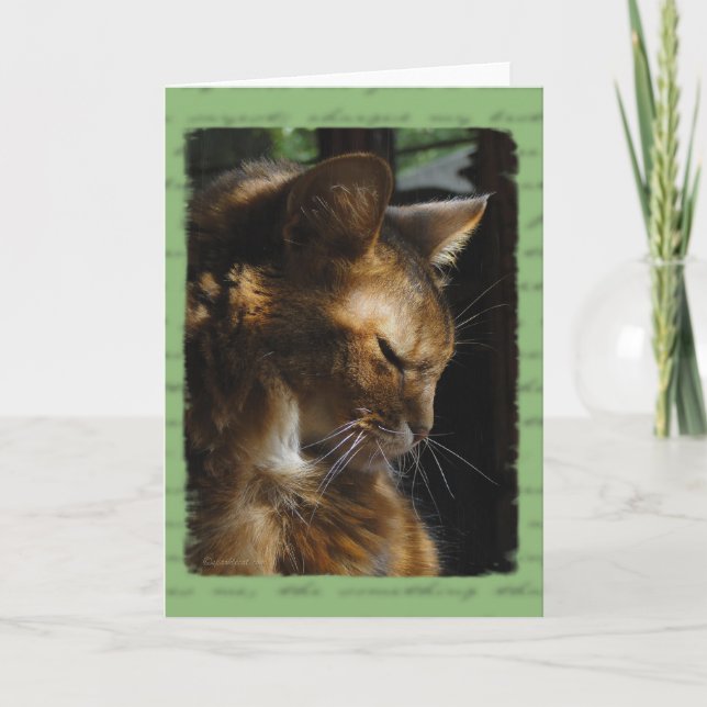 Somali Cat Sympathy Card (Front)