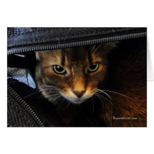 Somali Cat Watching You Card