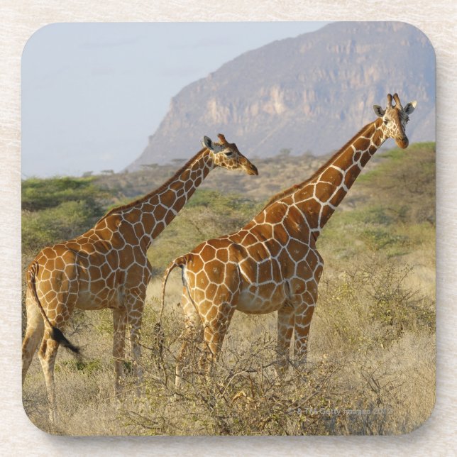 Somali Giraffe, Reticulated Giraffe, Giraffa Coaster (Front)