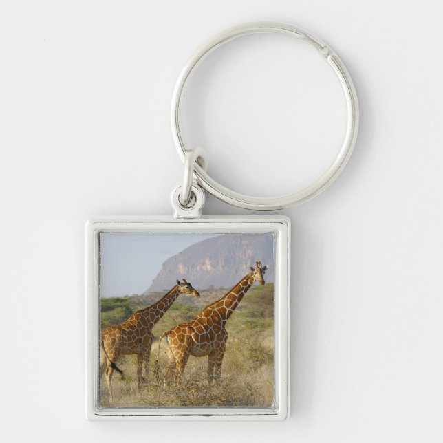 Somali Giraffe, Reticulated Giraffe, Giraffa Key Ring (Front)