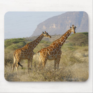 Somali Giraffe, Reticulated Giraffe, Giraffa Mouse Pad