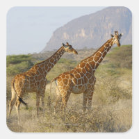 Somali Giraffe, Reticulated Giraffe, Giraffa