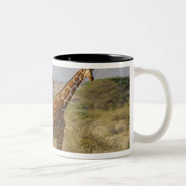 Somali Giraffe, Reticulated Giraffe, Giraffa Two-Tone Coffee Mug (Right)