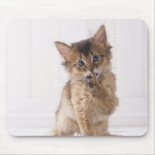 Somali Licking Forefoot Mouse Pad