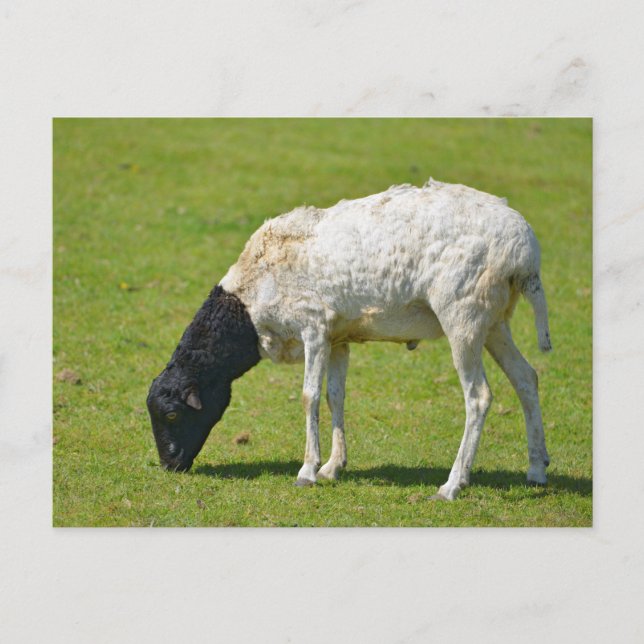 Somali sheep grazing postcard (Front)