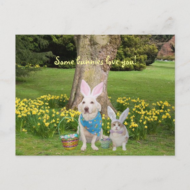 Some bunnies love you! postcard (Front)