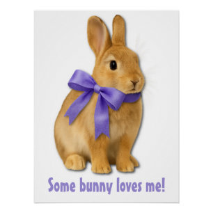 Some bunny loves me! poster