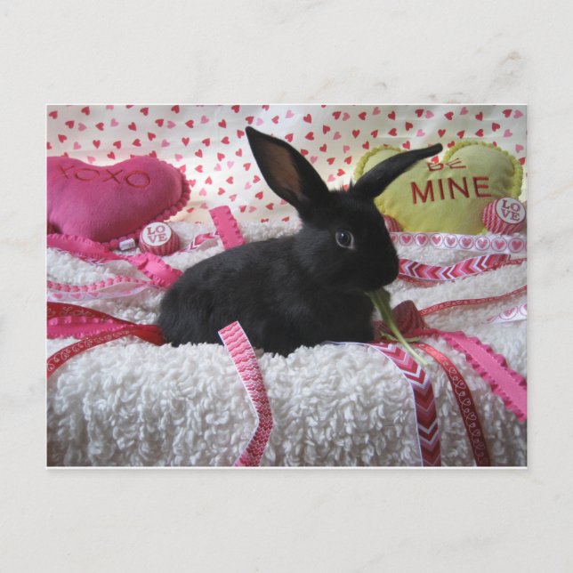 Some Bunny Loves You! Postcard (Front)