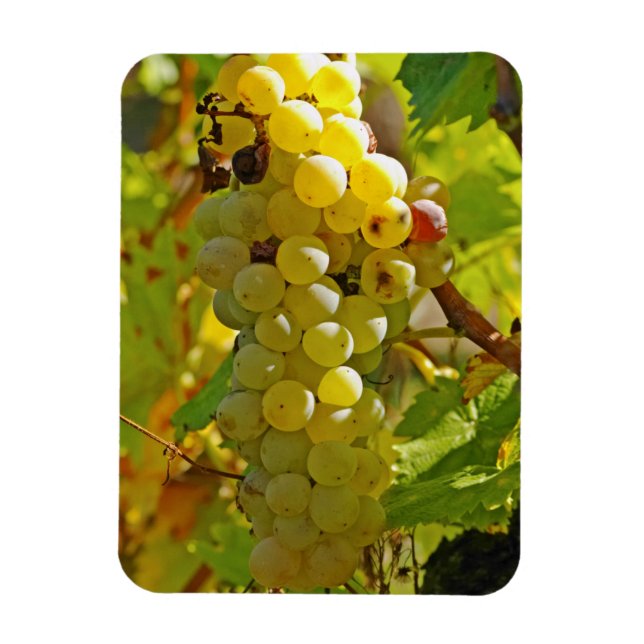 Some Chasselas in the vineyard - planted long Magnet (Vertical)