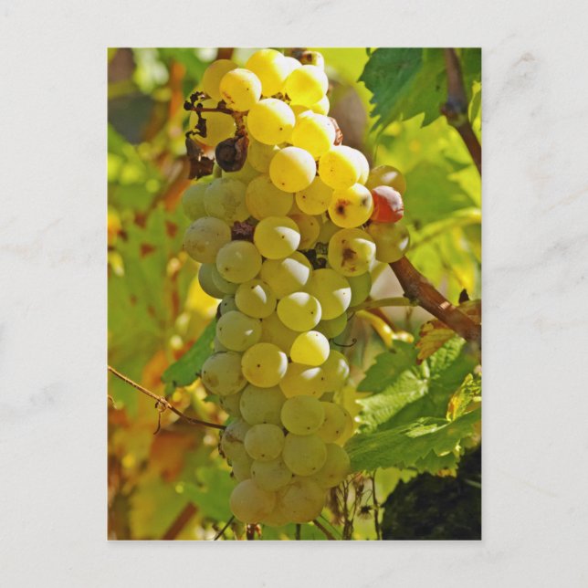 Some Chasselas in the vineyard - planted long Postcard (Front)