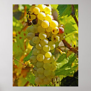 Some Chasselas in the vineyard - planted long Poster