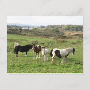 Some Horses Postcard