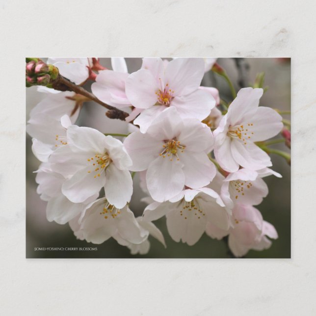 Somei-yoshino: Cherry Blossoms Postcard (Front)