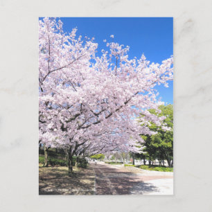 Somei-yoshino: Cherry Blossoms [Postcard] Postcard