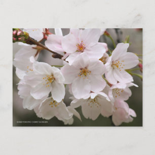Somei-yoshino: Cherry Blossoms [Postcard] Postcard