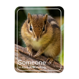 Someone is Watching Chipmunk Magnet