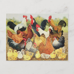 Something to Crow About Postcard