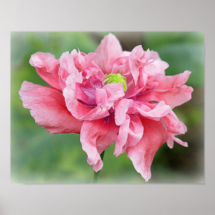 Somniferum Poppy Portrait Poster