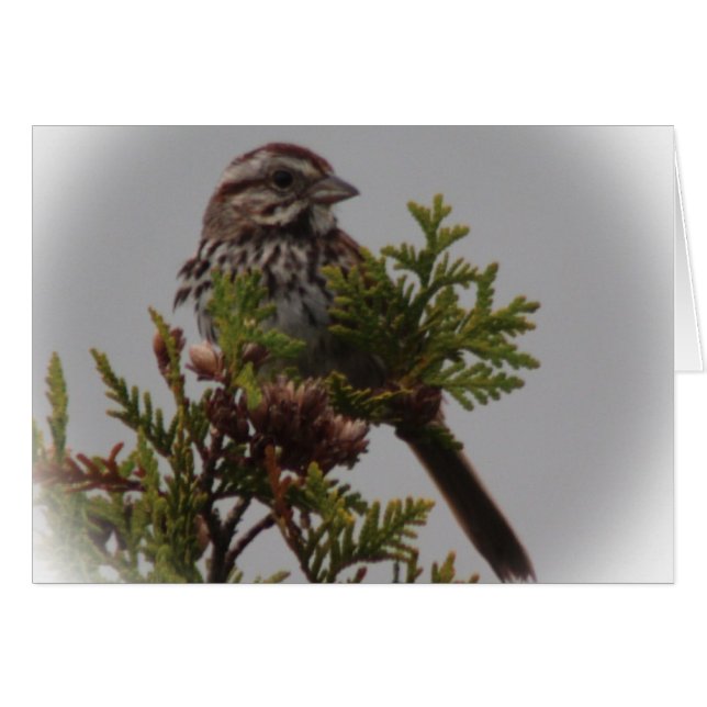 Song Bird (Front Horizontal)