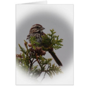 Song Bird