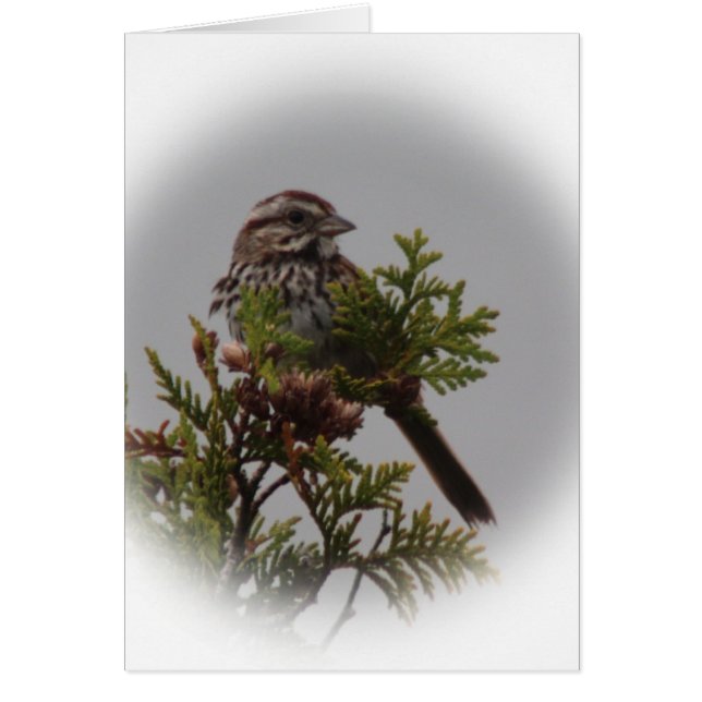 Song Bird (Front)