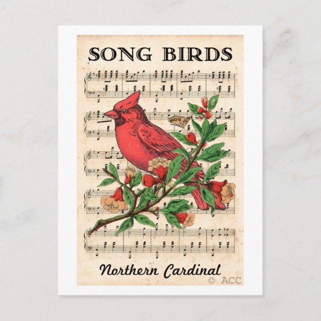 Song Birds Northern Cardinal Postcard (Front)