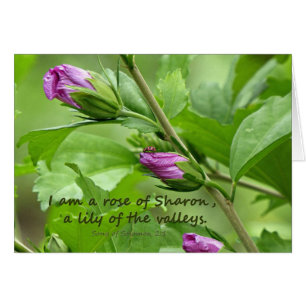 Song of Solomon 2:1