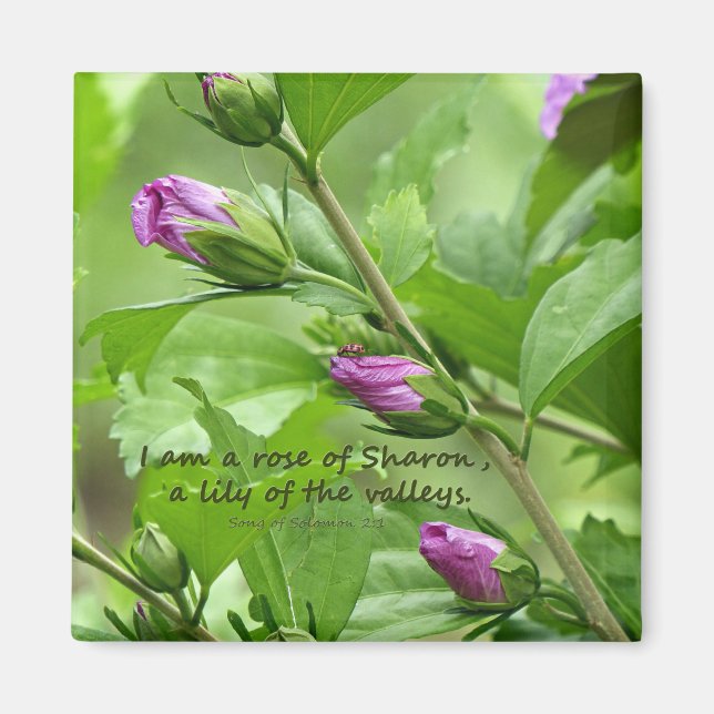 Song of Solomon 2:1 Magnet (Front)