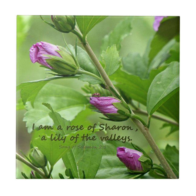 Song of Solomon 2:1 Tile (Front)