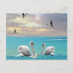 Song Of The White Swan, Postcard