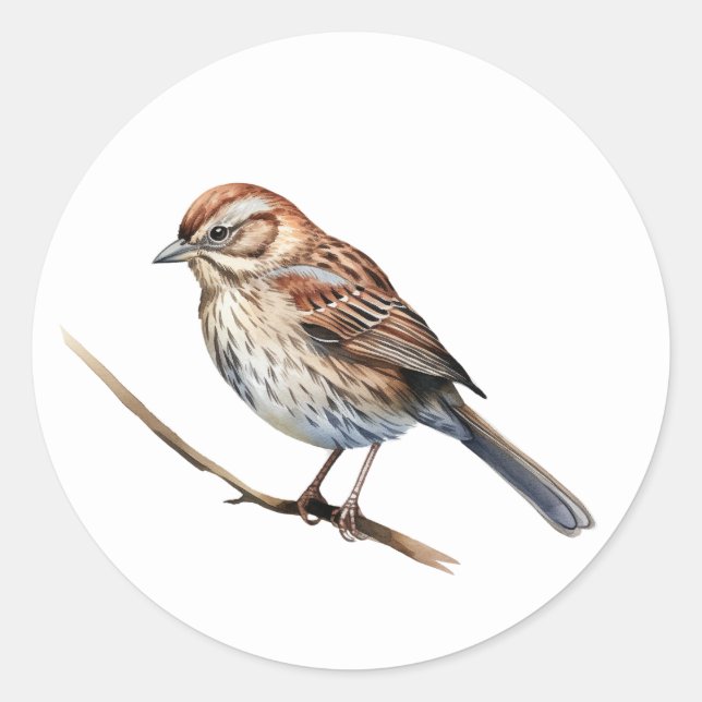 Song Sparrow Bird Stickers (Front)