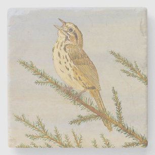 Song Sparrow Coaster