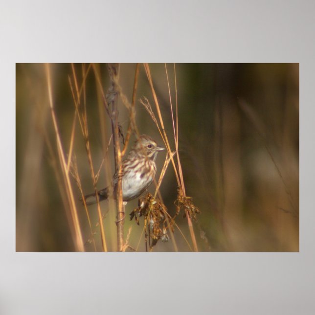 Song Sparrow in the Meadow Poster (Front)