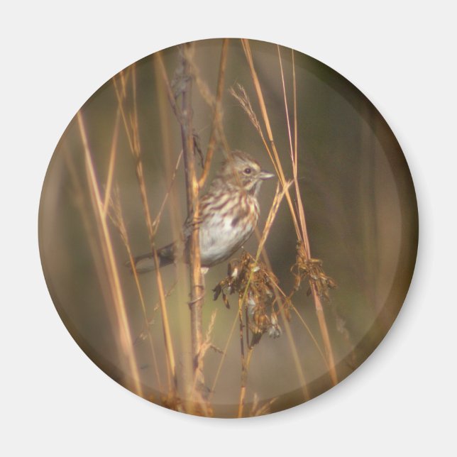 Song Sparrow Magnet (Front)