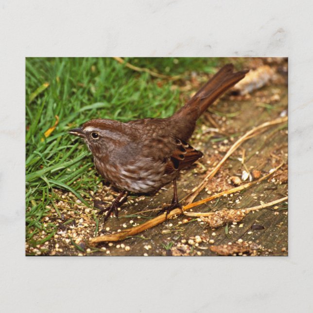 Song Sparrow Postcard (Front)