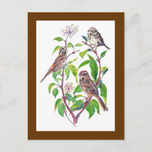 Song Sparrows, Cute Birds, Nature, Wildlife Postcard