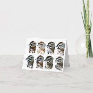 Song Sparrows of California Card