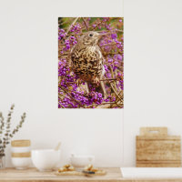 Song Thrush Poster