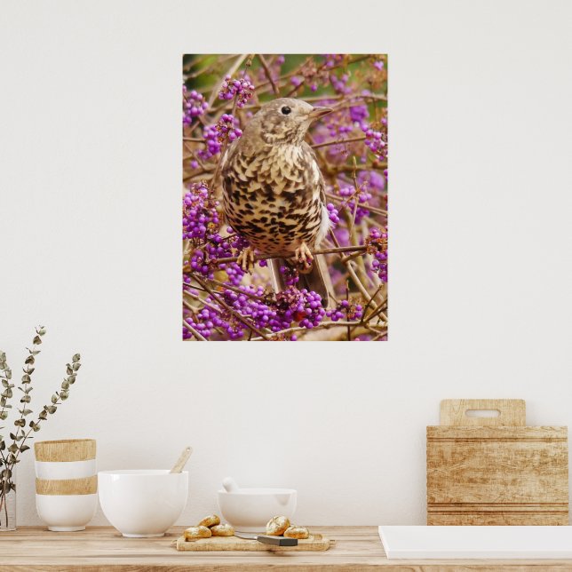 Song Thrush Poster (Kitchen)