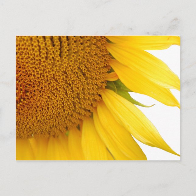Sonnenblume Postcard (Front)