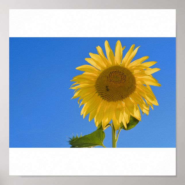 Sonnenblume Poster (Front)