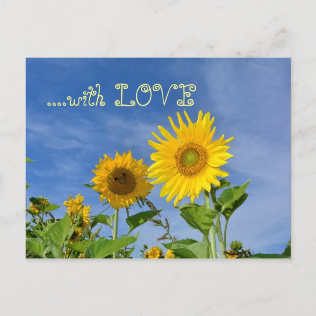 Sonnenblumen  für Dich ... Postcard (Front)