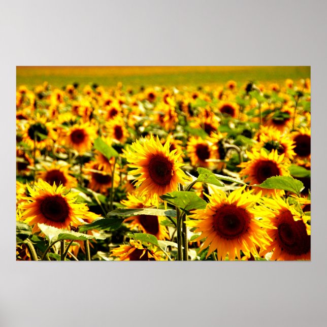 Sonnenblumenfeld Poster (Front)